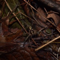 sinopoda stellata, huntsman spider