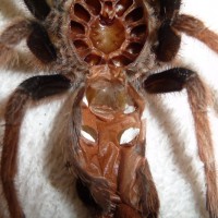 Brachypelma klassi; 3.5" DLS; molt date 8-19-17