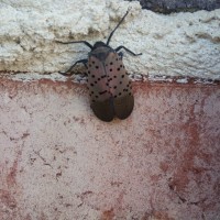 Spotted lanternfly