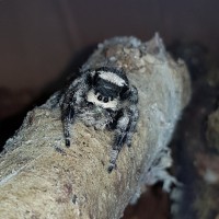 Phiddipus Reguis (Regal Jumping Spider)