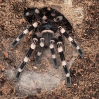 freshly molted A. geniculata