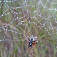 Austracantha minax_2