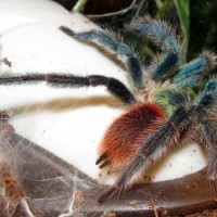 Mature Male Dolichothele diamantinensis (3")