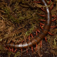 Unidentified Scolopendra