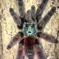 C. versicolor (w/ flash)