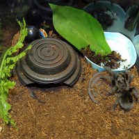 Grammostola pulchra Renovates Enclosure