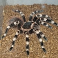 A. geniculata