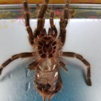 Grammostola Pulchripes