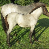 Roan is the strangest horse color...