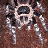 A.geniculata