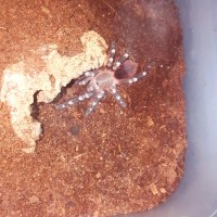 Geniculata on the move