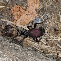 Snail-eating Ground Beetle - Scaphinotus angusticollis