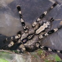 Poecilotheria regalis