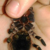 A.geniculata 4.5"