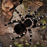 A. geniculata