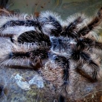 Zoe molted!!!!