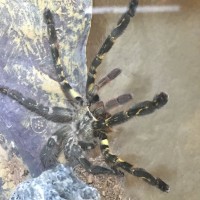 P. Ornata (pretty confident it's female now)