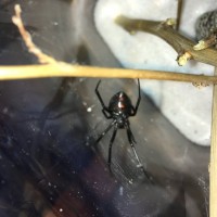 Will my Black Widow develop an hourglass?