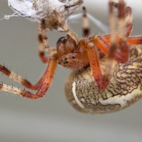 Araneus Sp.