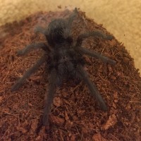 Grammostola pulchra 1.5" juvenile