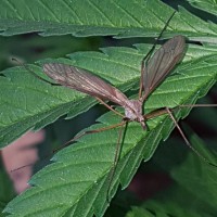 Crane fly