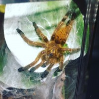 P. Murinus RCF