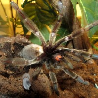 Bellyache (♀ Psalmopoeus cambridgei 4.5")