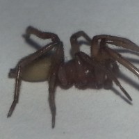 Yellow Sac Spider?