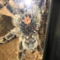 Pink Toed - Male or Female?