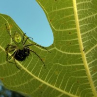 Spider on the fig out back.