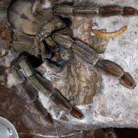 P.cambridgei