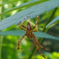 Just hanging around the garden