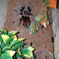 Brachypelma Vagans