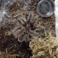 Brachypelma Albopilosum "Honduran"