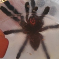 A.avicularia