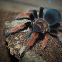 Brachypelma boehmei Juvenile Female