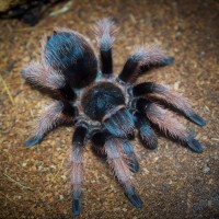 Brachypelma klaasi Juvenile Female