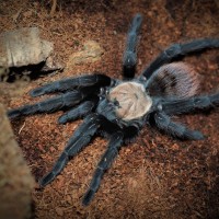 Brachypelma albiceps Juvenile Female