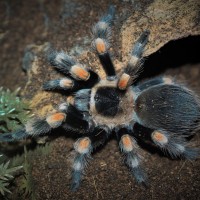 Brachypelma hamorii Juvenile Female