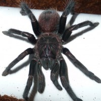 Xenesthis intermedia 6i; 3.5" DLS; Molt Date 9-13-17; Photo'd 9-15-17