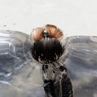 Avicularia variegata