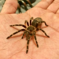 G. pulchripes