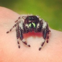 Phiddipus audax