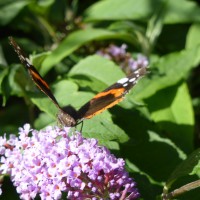 female red admiral