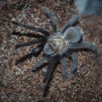 Aphonopelma hentzi Juvenile