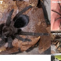 Black Tarantula ID?