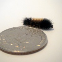 Phyrrharctia isabella caterpillar -- Woolly bear