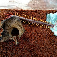 Scolopendra dehaani having a drink of water