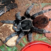 Brachypelma vagans; 4.5' DLS; Molt Date 9-14-17; Photo'd 9-18-17