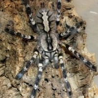 0.1 P. Regalis